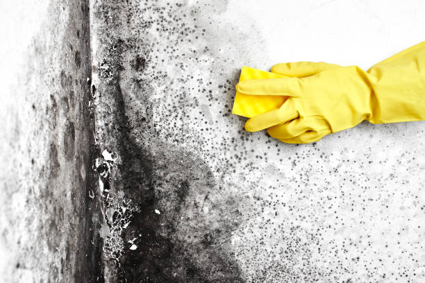 Best Attic Mold Remediation in Platteville, WI
