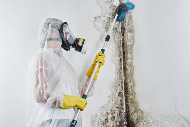 Best Health and Safety Mold Remediation in Platteville, WI