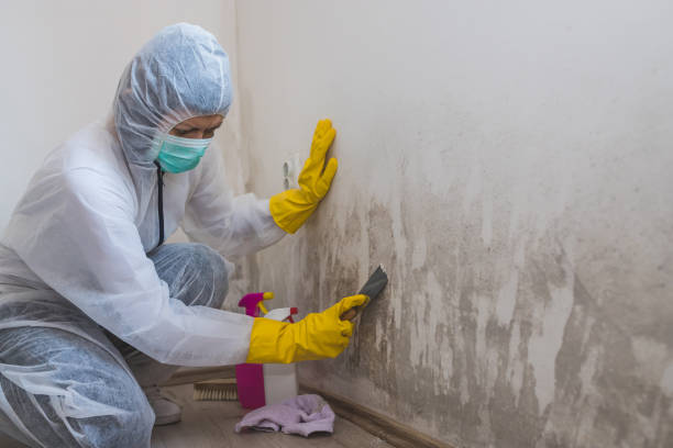 Best Health and Safety Mold Remediation in Platteville, WI