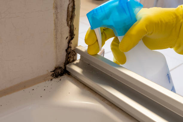 Best Industrial Mold Remediation in Platteville, WI