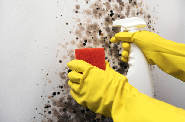 Best Bathroom Mold Remediation in Platteville, WI