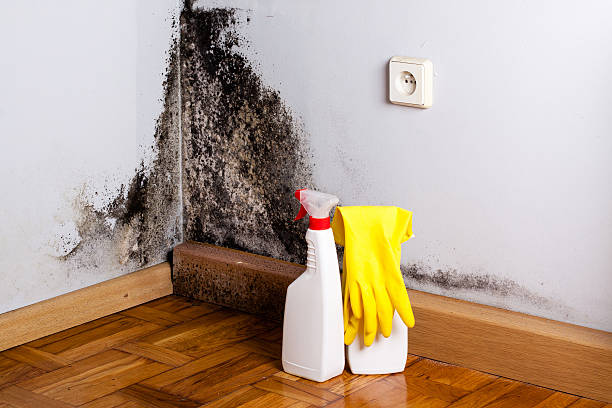 Best Basement Mold Remediation in Platteville, WI