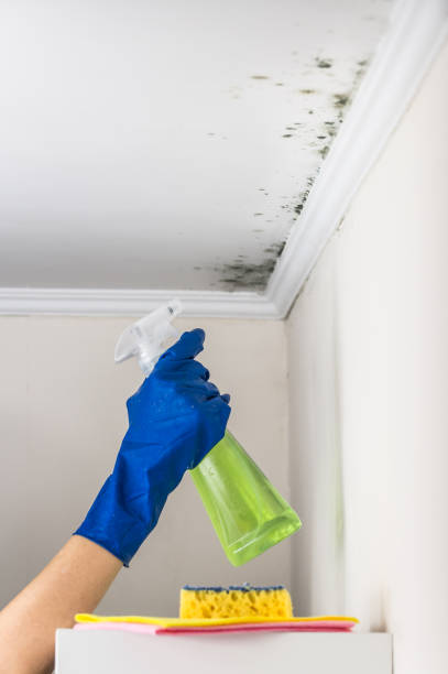 Best Residential Mold Remediation in Platteville, WI